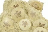 Fossil Sand Dollar (Scutella) Cluster #281931-1